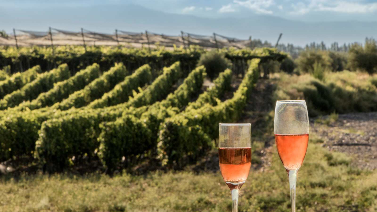 Historia del vino rosado