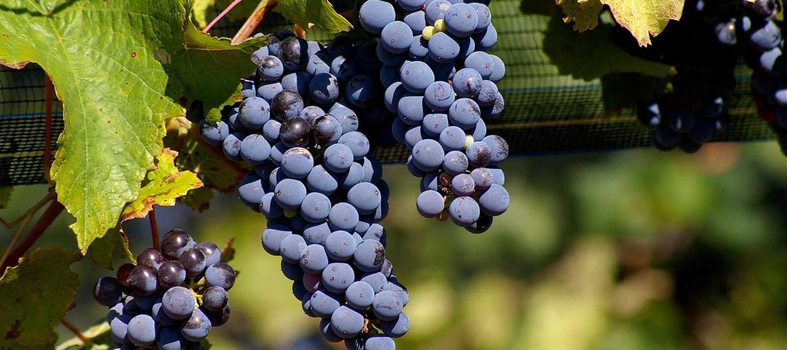 Vinos malbec: Conoce la uva bandera del vino argentino