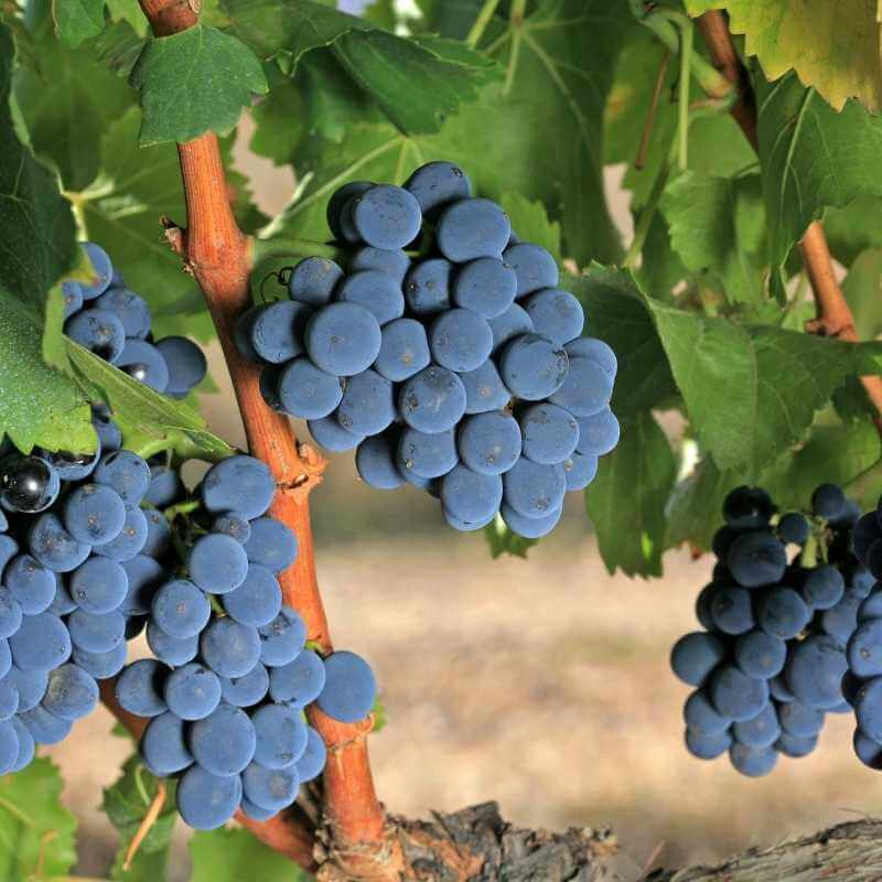 Vino Tinto Garnacha