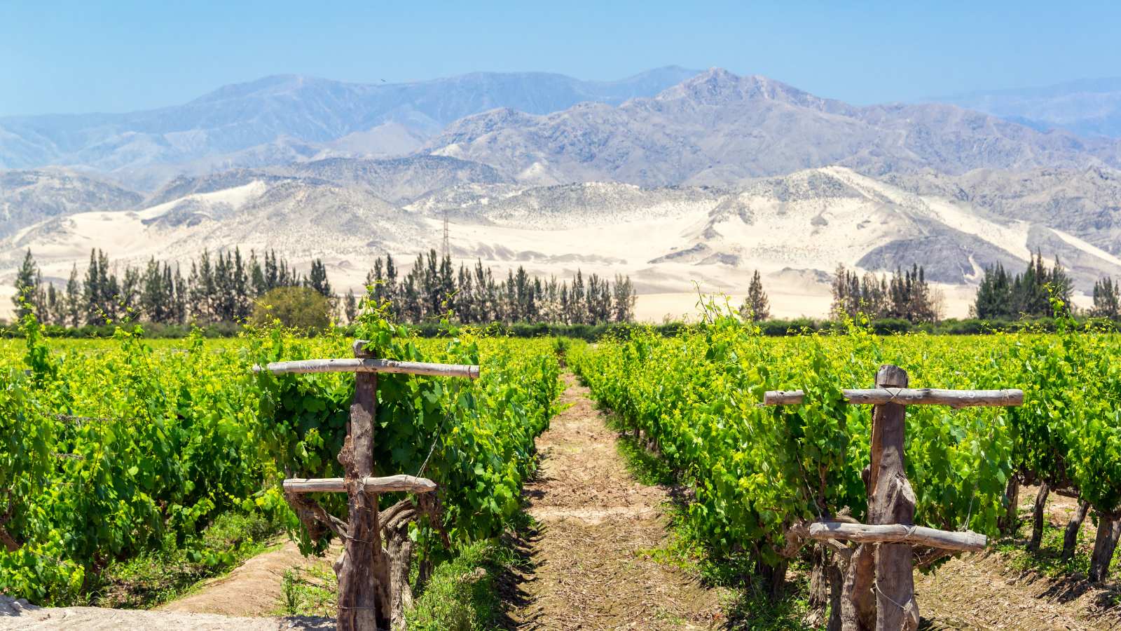 Los vinos peruanos: ¿Haciendo camino al andar?