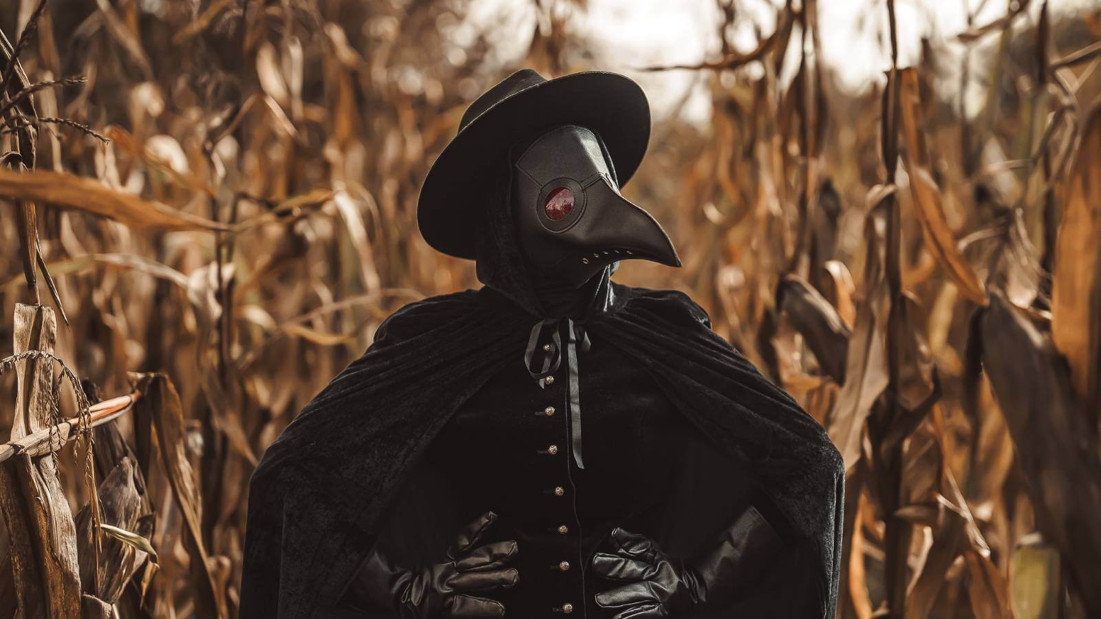 Filoxera: Qué es, Cómo Devastó Viñedos y las Medidas para Frenar su Propagación hoy en día