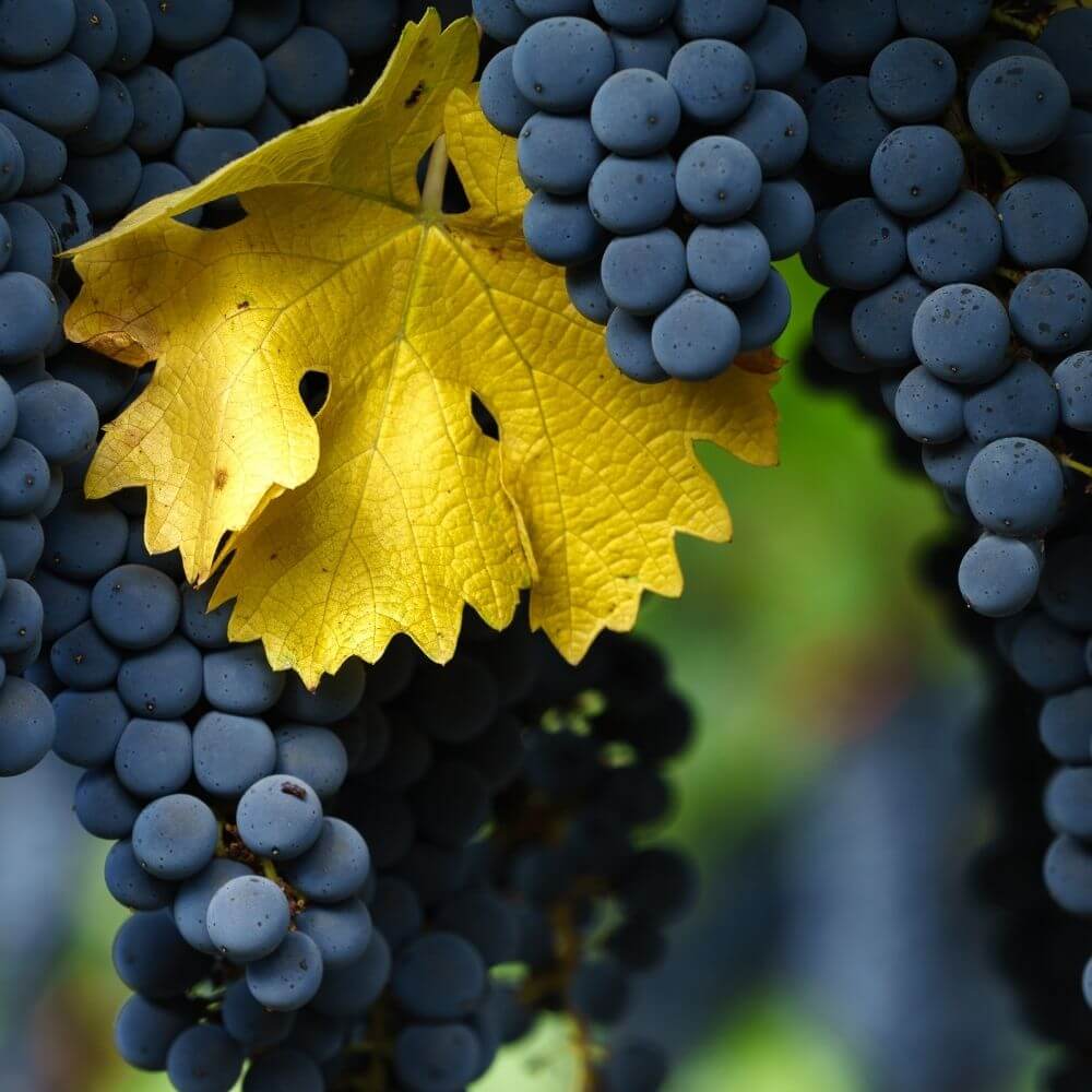 Conociendo la Cabernet Sauvignon