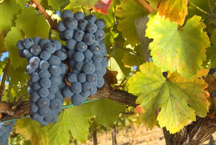 El Bierzo y la uva mencía