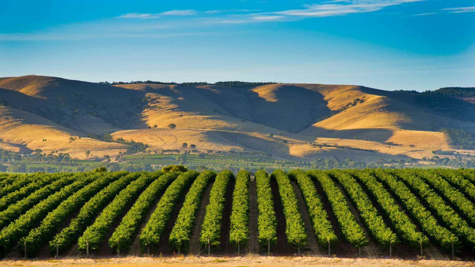 Explora las mejores regiones vitivinícolas del mundo