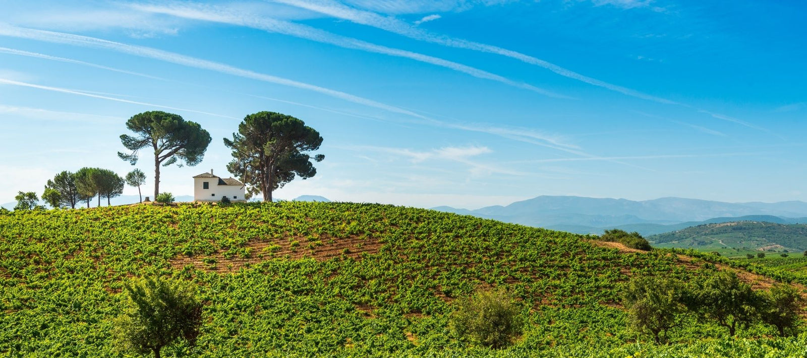 Bierzo