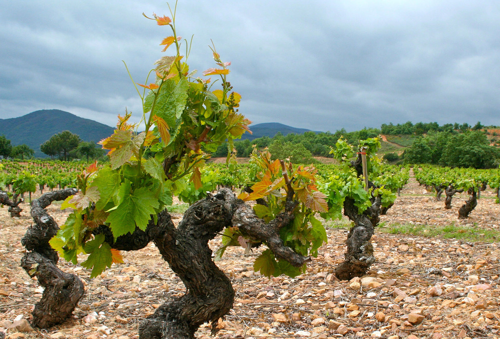 Toros y Cabernets