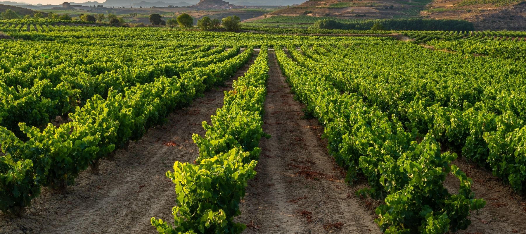 Vinos de Rioja