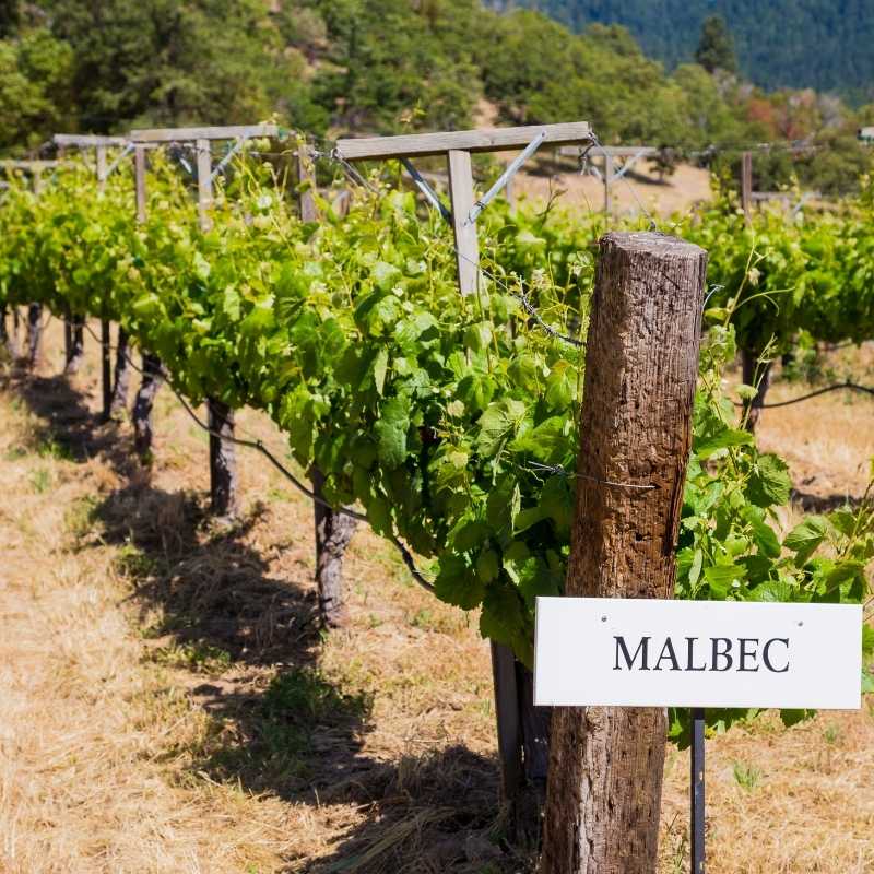 Vino Tinto Malbec