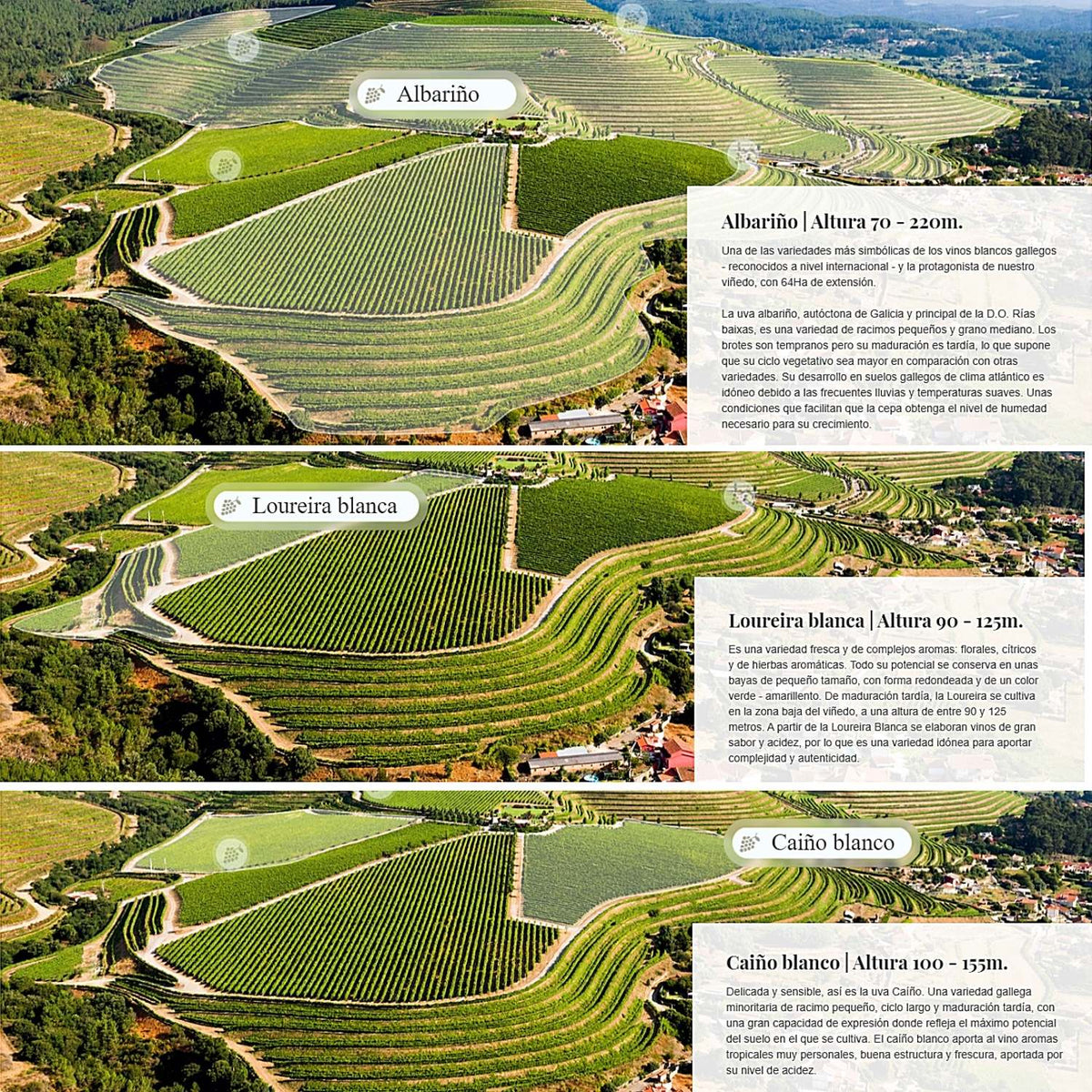 Altos de Torona Rosal - Rias Baixas, 2020 - Notas de Cata | Tu tienda online de Vino en Perú 